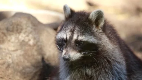 Raccoon Close Up Stockbeeldmateriaal 82197731