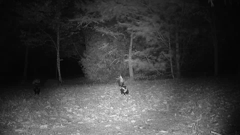 Raccoon Confronts Two Striped Skunks During a Nocturnal Feeding Competition Stock Footage 346822638