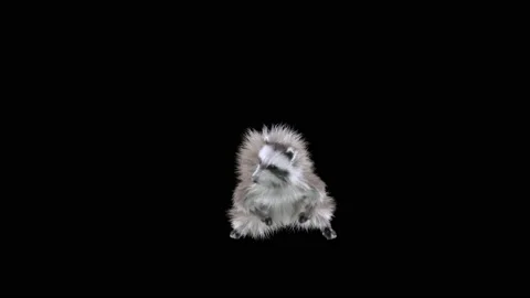 Raccoon Dancing, with Alpha matte. Stock Footage 197563483