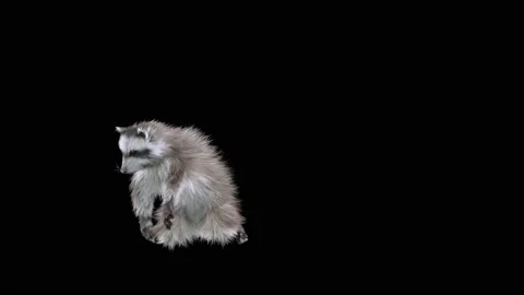 raccoon Dancing, with Alpha matte. | Stock Video | Pond5