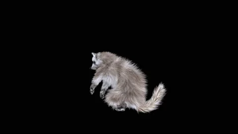 Raccoon Dancing, with Alpha matte. 库存影片 202655010