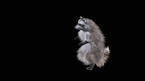 Raccoon Dancing, with Alpha matte. Stock Footage 205044851