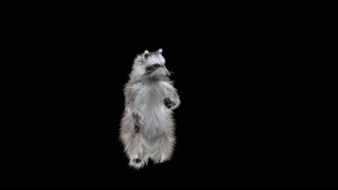 Raccoon Dancing, with Alpha matte. Stock Footage 207491609