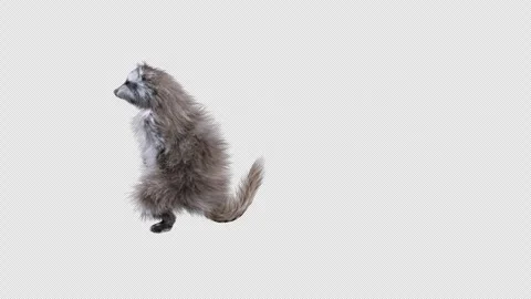 Raccoon Dancing, with Alpha matte. 스톡 동영상 241521592