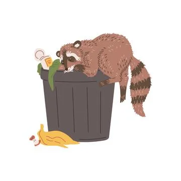 Raccoon digging in trash can flat style, vector illustration Stock Illustration