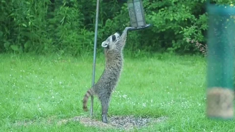 Raccoon eating Stock Footage 132816964