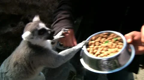 Raccoon Eats 1 Stock Footage 10936415