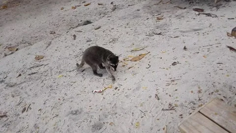 Raccoon that eats chips on the beach of Manuel Antonio in Costa Rica. Stock Footage 98661033