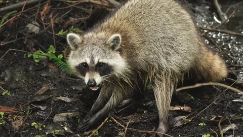 Raccoon eats Crayfish Stock Footage 107948272