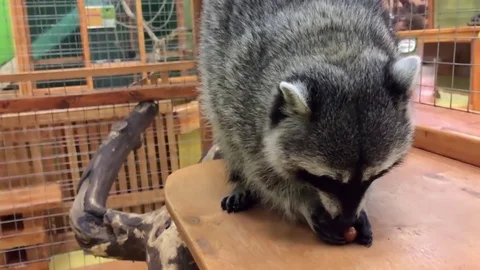 Raccoon eats nut Stock-Footage 78942667