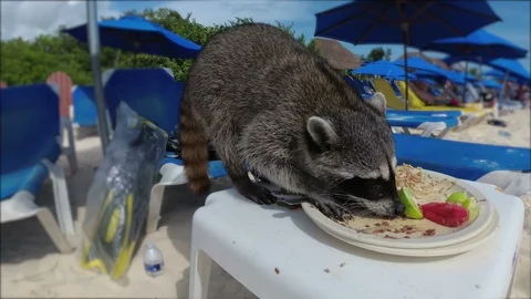 Raccoon eats rice dish on the beach Vídeos de archivo 107619503