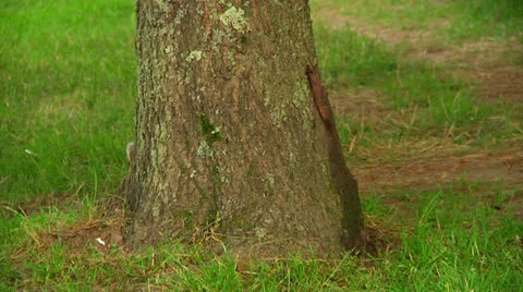 Raccoon emerging from behind tree 스톡 동영상 25196980