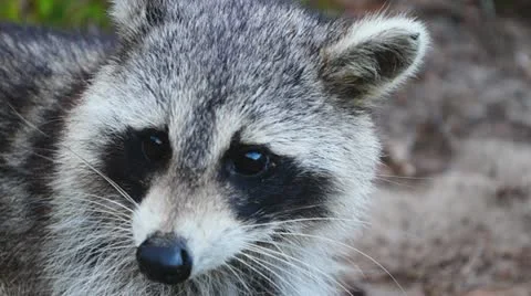 Raccoon Face Stock Footage 11051744