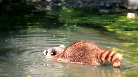 Raccoon Stock Footage 417827