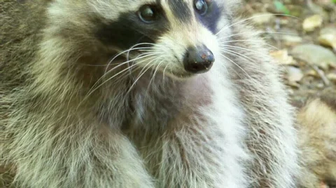 Raccoon Stock Footage 445359
