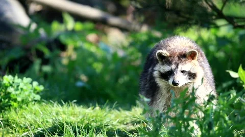 Raccoon Stock Footage 699719