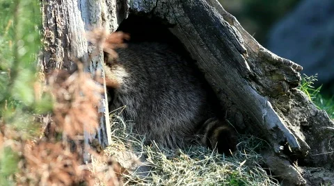 Raccoon Video stock 699797