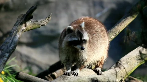 Raccoon Stock Footage 699893