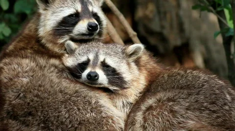 Raccoon Video stock 704843