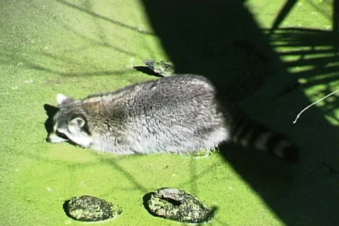 Raccoon Vídeos de archivo 819730