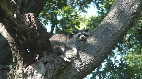 Raccoon Stock Footage 848771