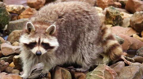 Raccoon Video stock 10608161