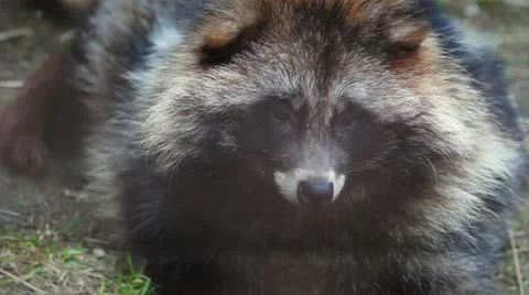 Raccoon Stock Footage 10908457