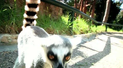 Raccoon Stock Footage 10935290