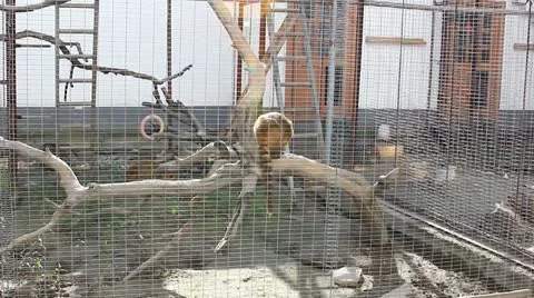 Raccoon Video stock 12400779
