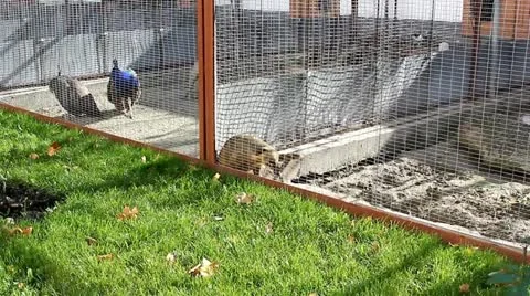 Raccoon Video stock 12400785