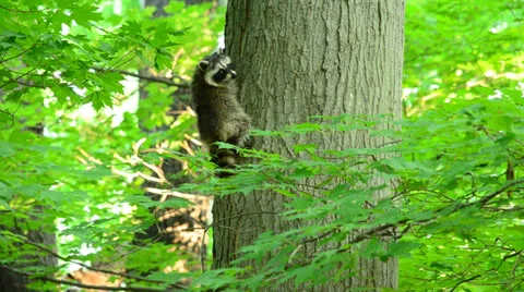 Raccoon Stock Footage 25628127