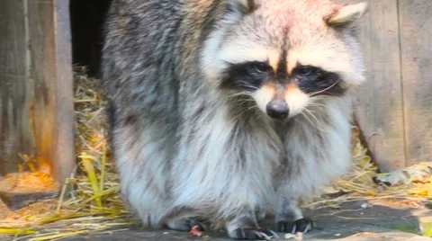 Raccoon Stock Footage 32099858