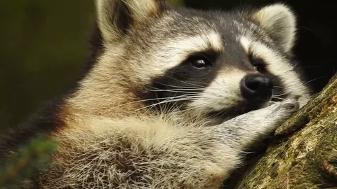 Raccoon Video stock 74420223