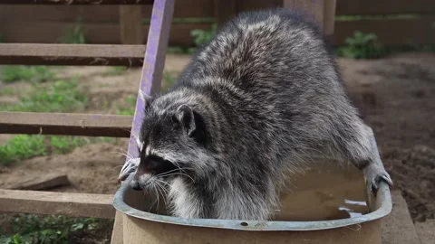 Raccoon Stock Footage 155475358