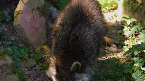 A Raccoon  Stock Footage 243242166