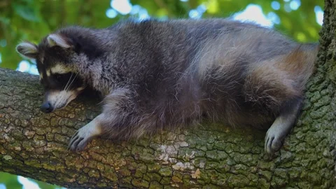 A Raccoon  Stock Footage 243242214