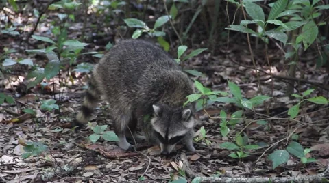 Raccoon in a Forest - Close Up 2 Video stock 49969035