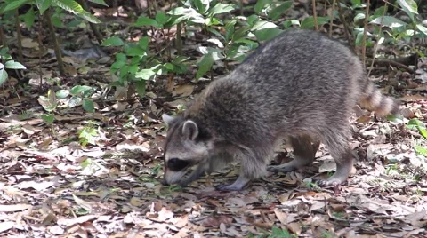 Raccoon in a Forest - Close Up Video stock 49969043