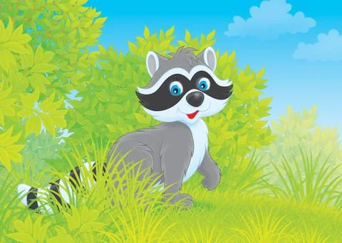 Raccoon Stock Illustration