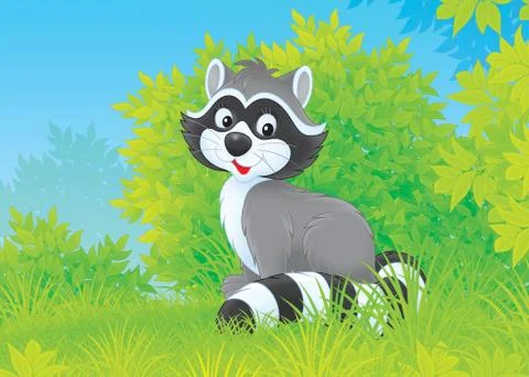 Raccoon Stock Illustration