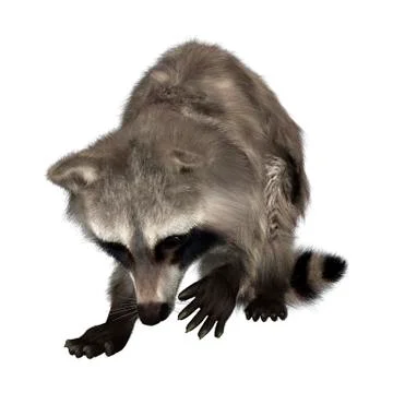 Raccoon Illustrazione stock
