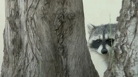 Raccoon in the middle of trees 스톡 동영상 10809979