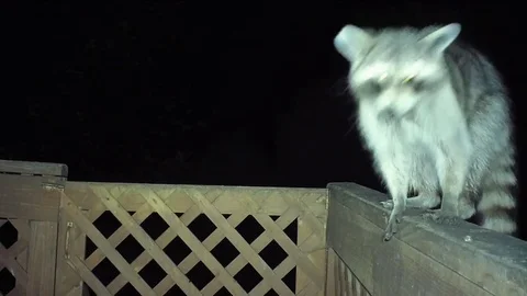 Raccoon Mischief Stock-Footage 79450859
