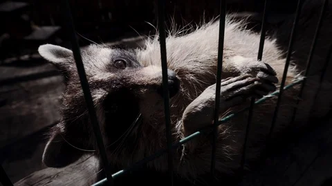 Raccoon paws to the camera through the bars Stock Footage 111571224