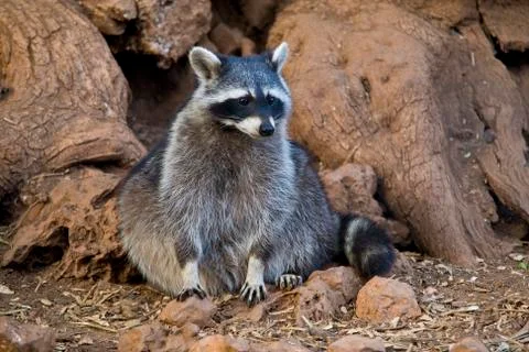 Raccoon Stock Photos
