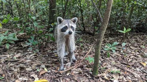 Raccoon Stock Photos
