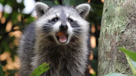 Raccoon (Procyon Lotor) in Florida Eating a Fruit Stock Footage