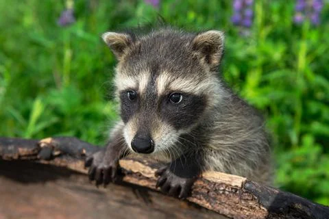 Raccoon (Procyon lotor) Hangs Over Side of Log Lupine Behind Summer Stock Photos