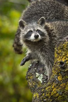 Raccoon (Procyon lotor) Looks Up in Tree @nd in Background Autumn Stock Photos