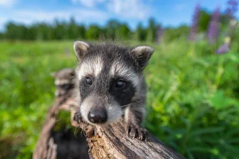 Raccoon (Procyon lotor) Walks Towards Viewer Wide Angle Summer Stock Photos